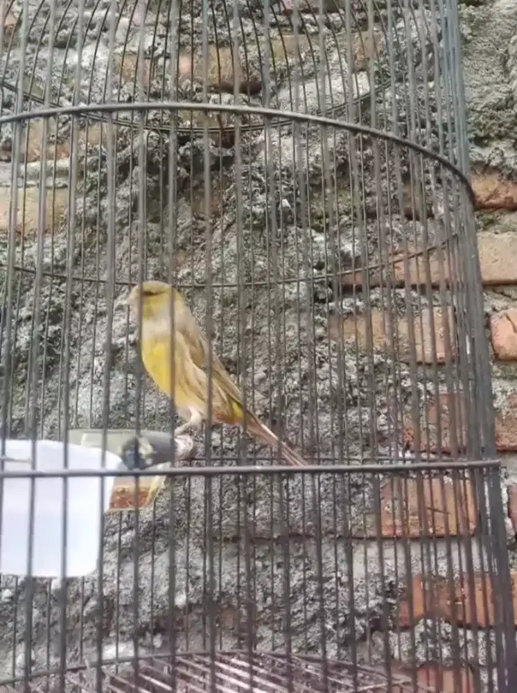 Kenari jantan besar aslinya postur agak lengkung