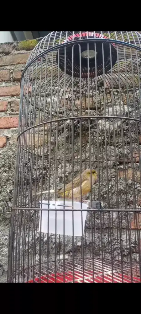 Kenari jantan nlontong biig f1