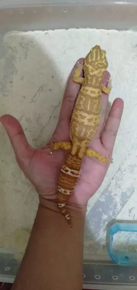 Gecko lafadz Allah