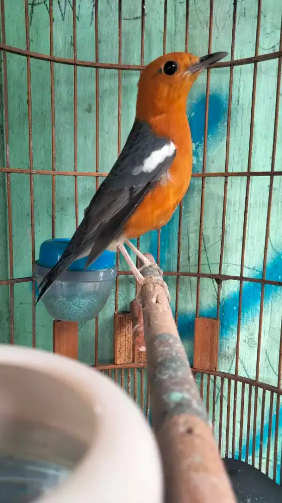 Anis Merah ORI Bali Jantan Mulus Badan Gede Rajin Bunyi Prospekan