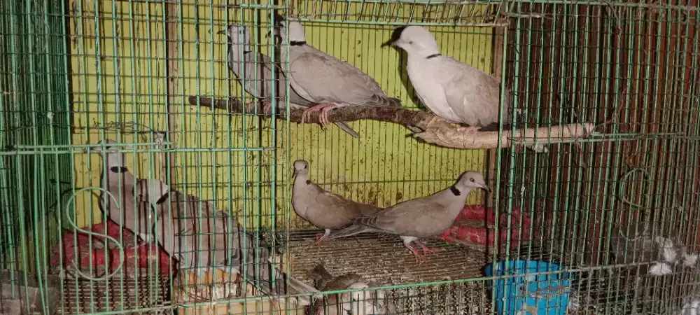 Burung puter dewasa jinak