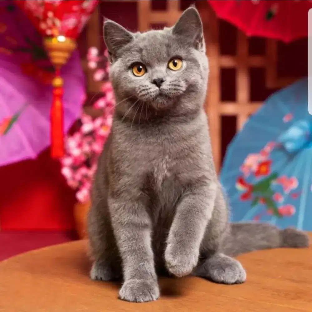 Lowongan Asisten Rumah Tangga/Pembantu Wanita Menginap