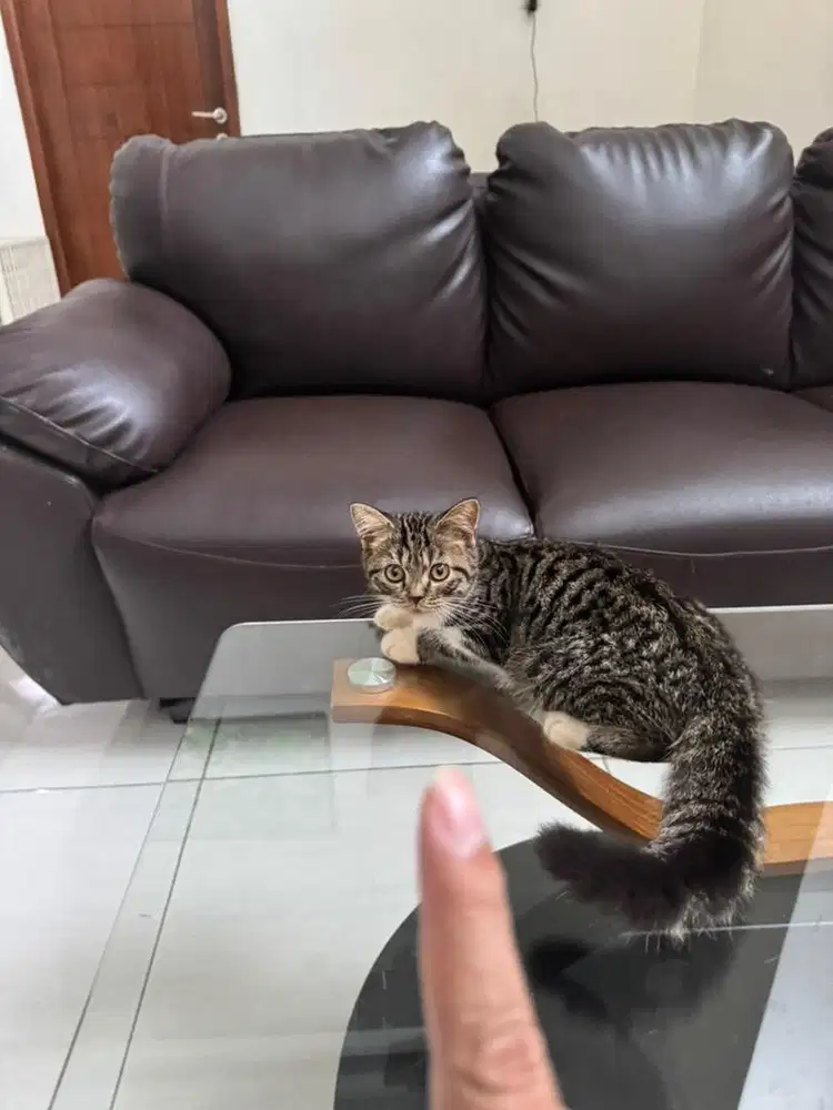 Kitten, Male, Non Stanboom 3.5 months