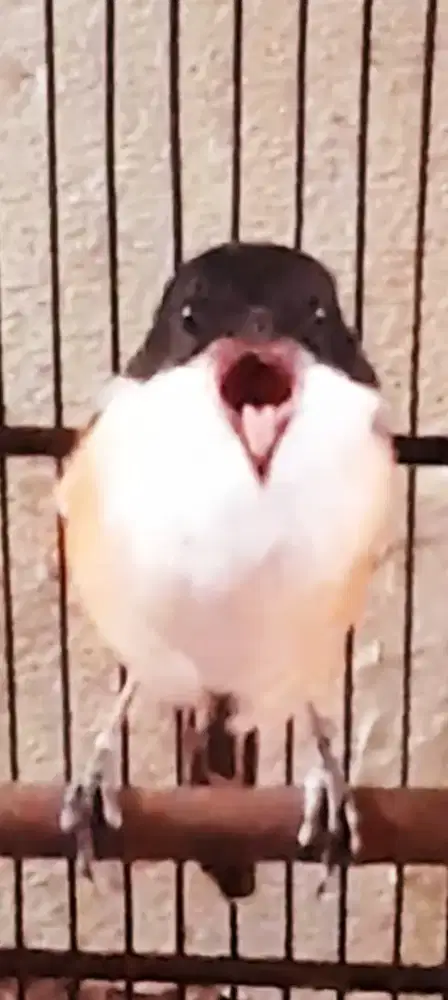 BURUNG PENTET JATIM SEMBUR GACOR