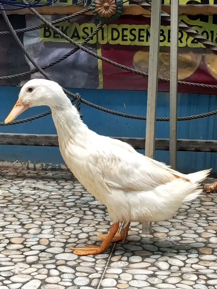 BEBEK PEKING PUTIH