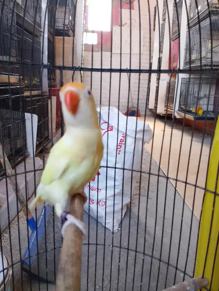 Biola Pb Creamino mm remaja dewasa