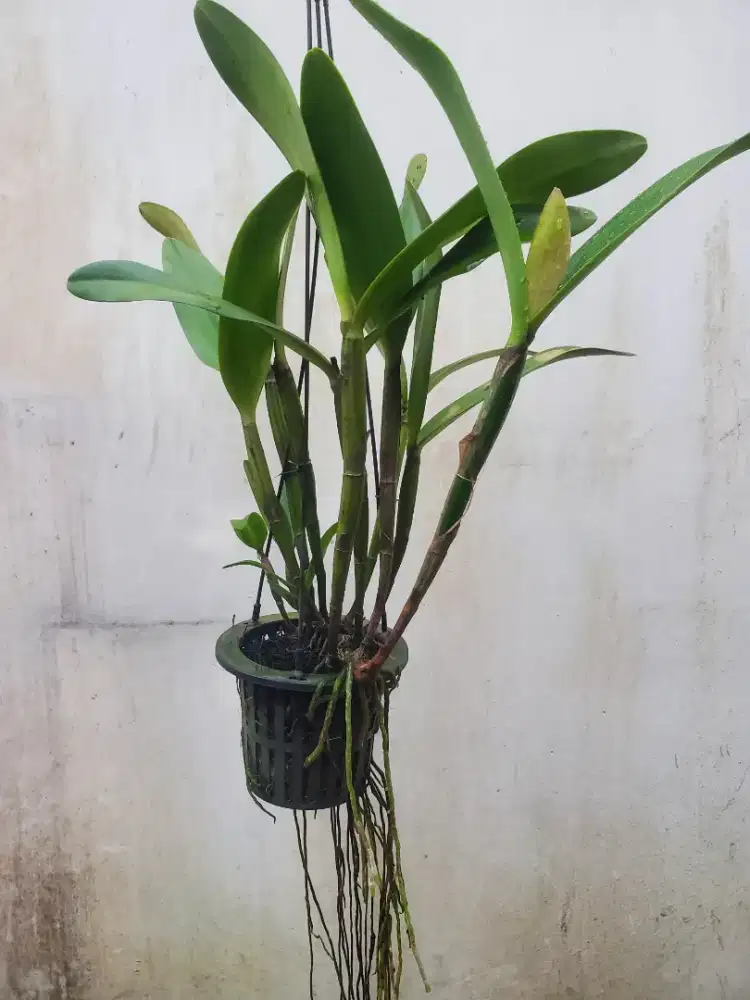 Bunga anggrek cantik