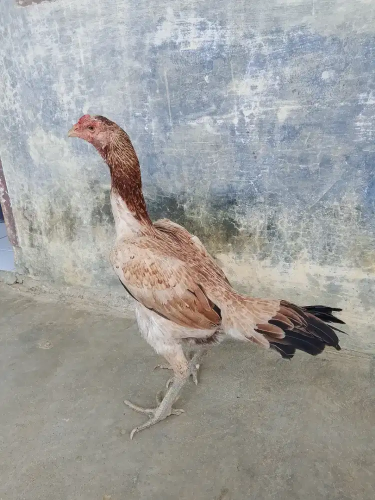 Betina jalu.harga pas