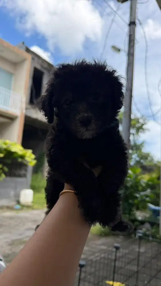 Silver poodle mix bichon
