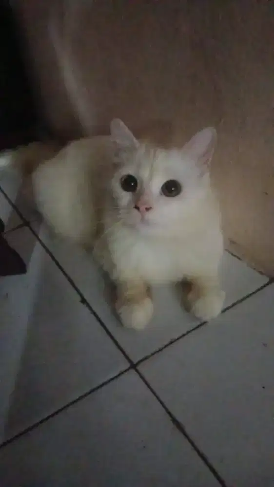 Persia longhair putih white solid