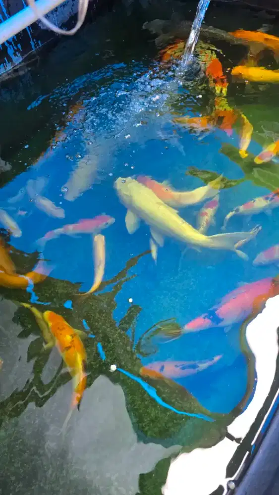 IKAN KOI, beserta kolam fiber ukuran 2x1x75cm