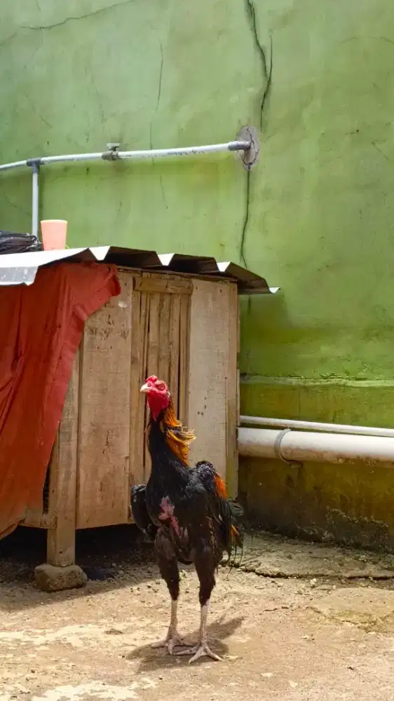 Di jual ayam bangkok