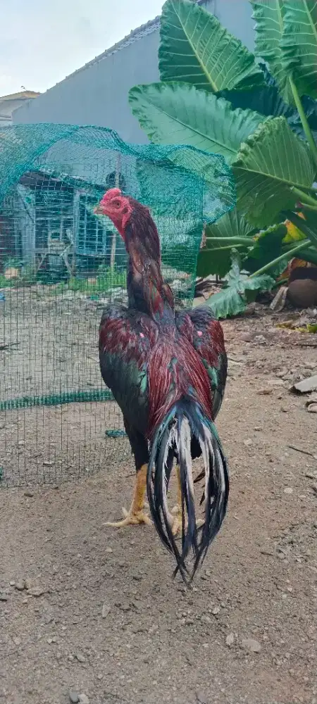 Ayam babgkok, jenisny pakhoyxbk clasic