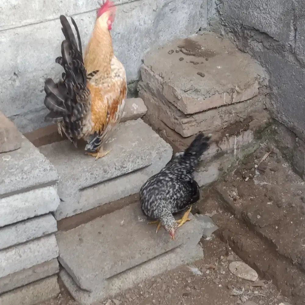 Sepasang  ayam kate