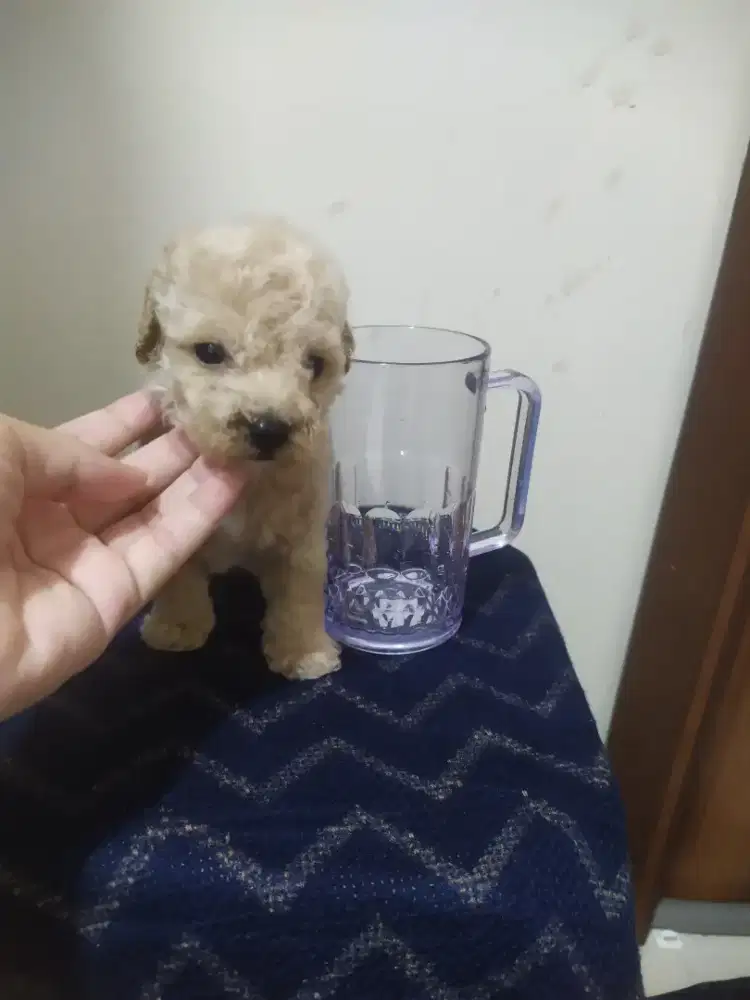 Anakan poodle aprikot