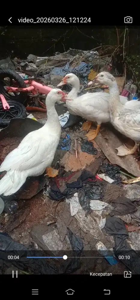 Entok muda jantan 2 1 betina