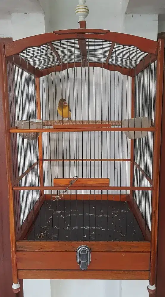 Kenari betina bon kuning