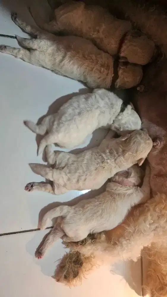 JUAL ANAKAN SHIHTZU POODLE BICHON