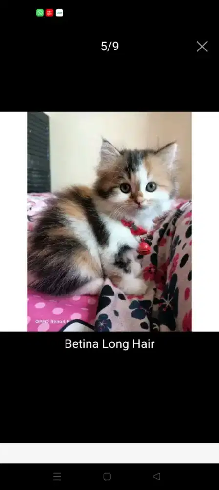 kucing persia himalaya