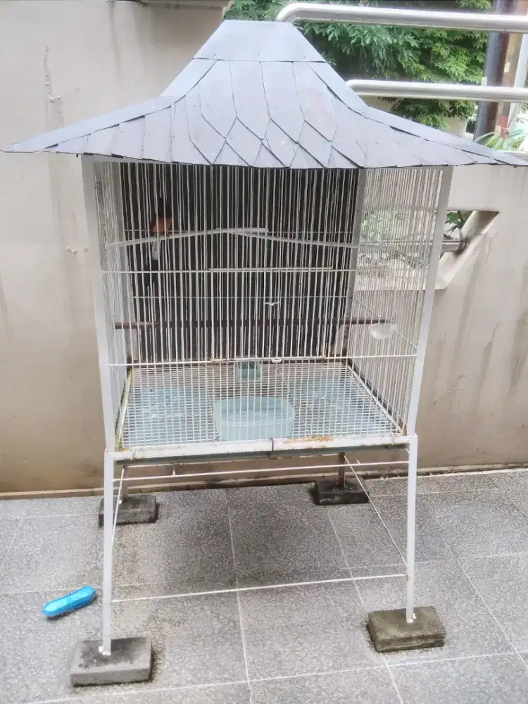 Burung murai big gacor + kandang besi .