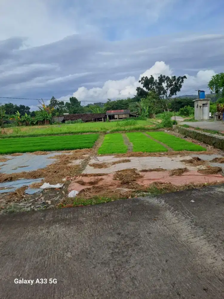Bismillah.. Dijual Tanah Sawah