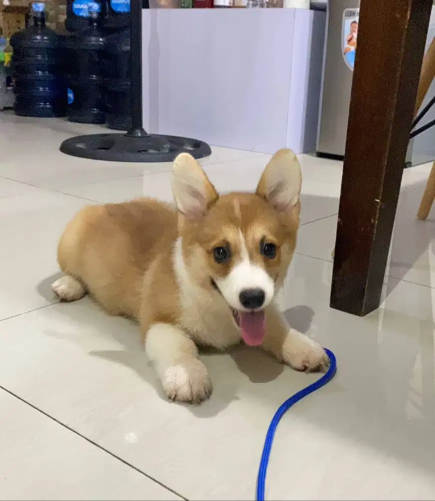 Dijual anak anjing puppy Corgi Betina Femal sable white vaksin stambum