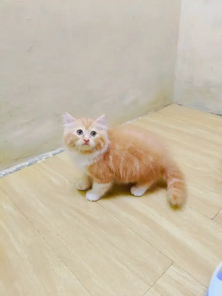 Kitten Oren putih betina