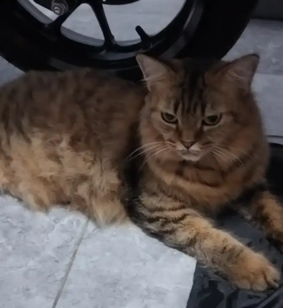 Open adop kucing Persia