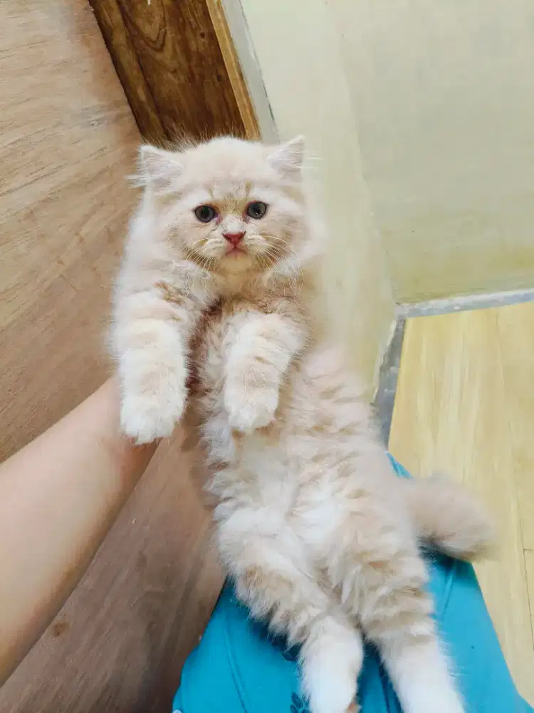 Kitten Persia moka jantan