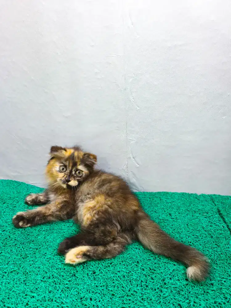 Scottish Fold Betina