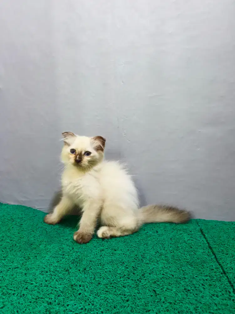 Scottish Fold Betina