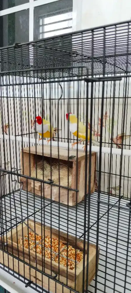 Burung Gould amandine sepasang