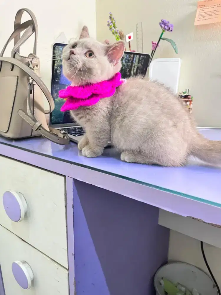 KITTEN MUNCHKIN CEBOL FAWN GOOD PROFILE LANGKA