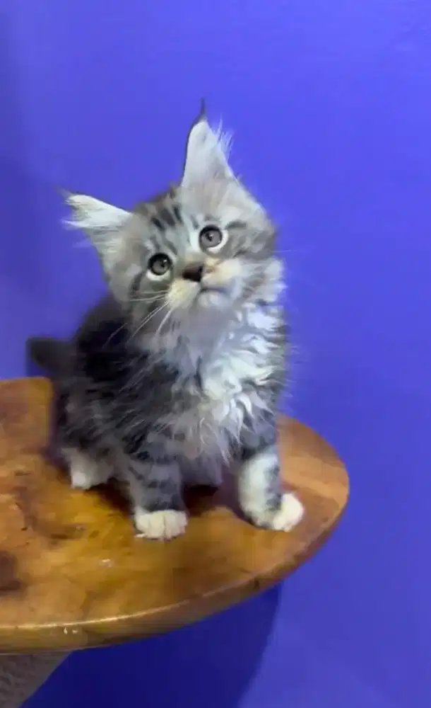 KITTEN ANAK MAINECOON MURNI AYAH IMPORT IBU PED LOKAL