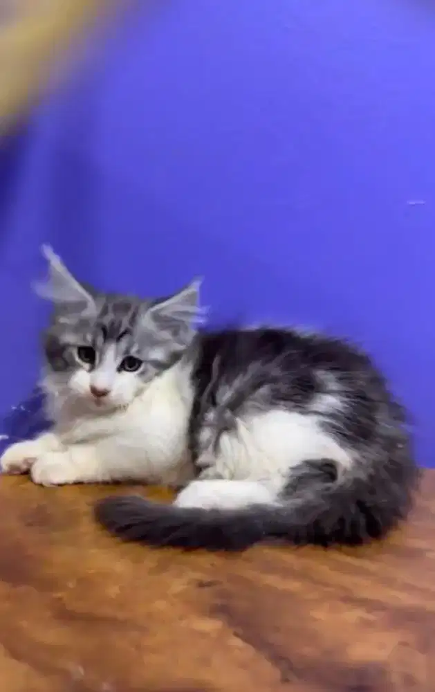 KITTEN ANAK MAINECOON MURNI PARENTS PED IMPORT