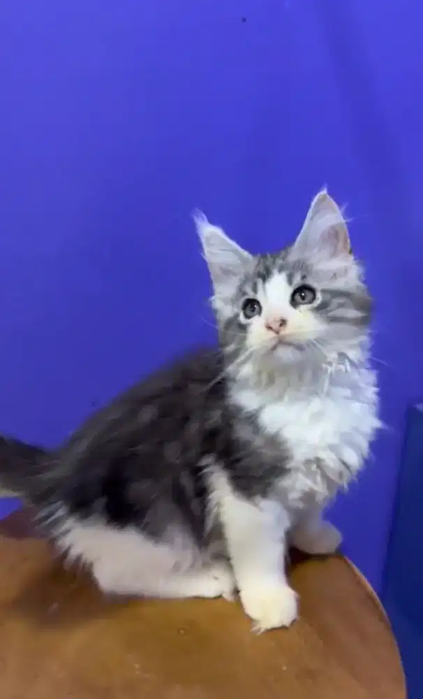 ANAK MAINECOON KITTEN PARENTS PED IMPORT