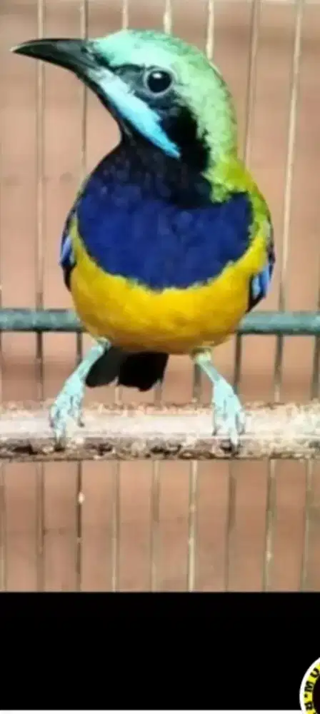 Burung CUNGKUO rawatan suara kenceng cocok buat guru murai