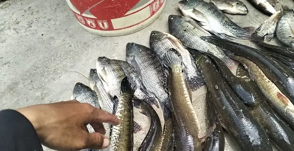 ikan gabus, 1kg