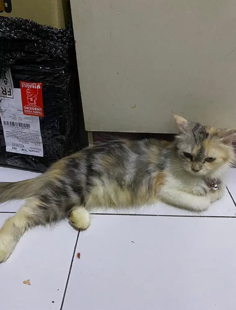Adopsi Kucing Persia Medium