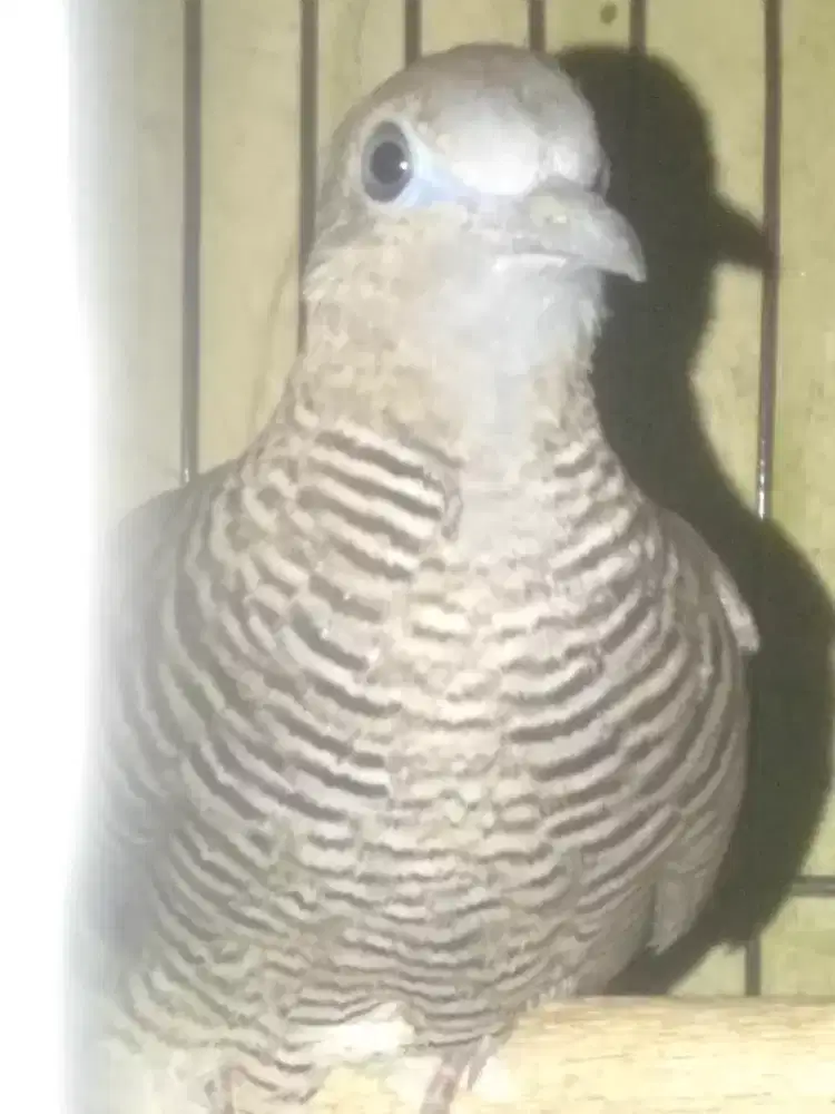 Perkutut tangguh mojopahit