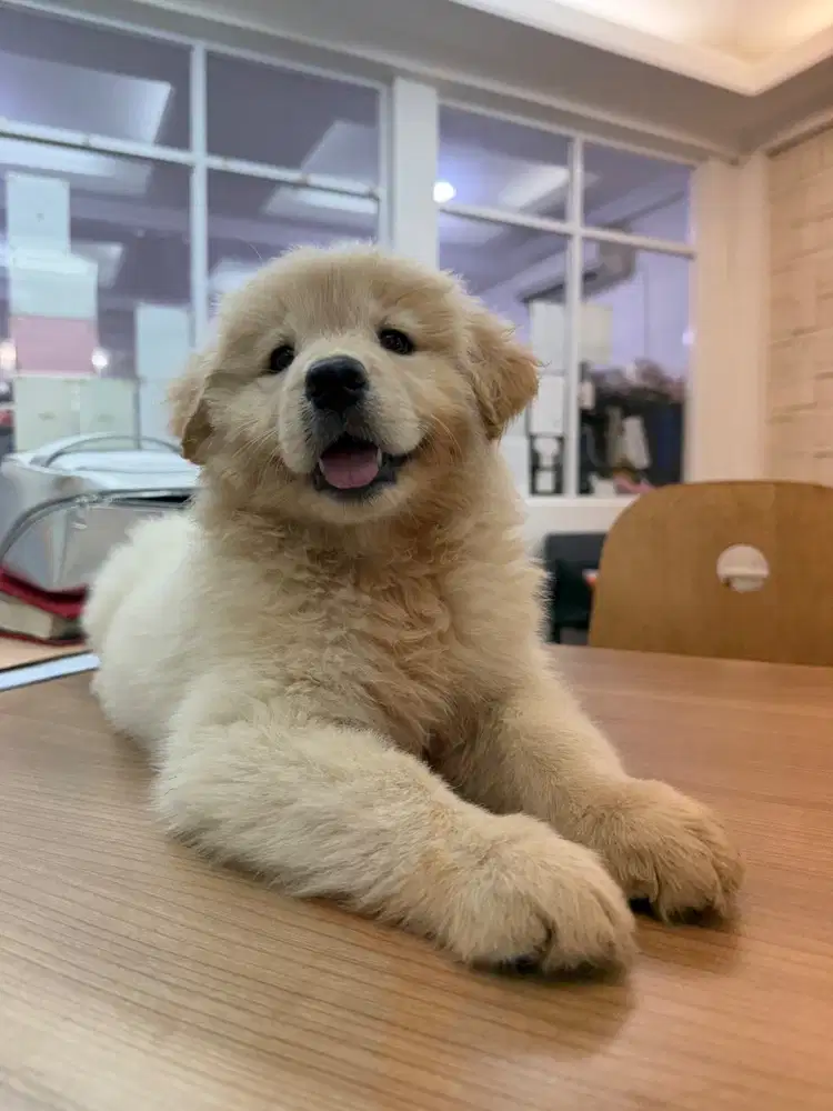 Puppy Golden Retriever Big Bone