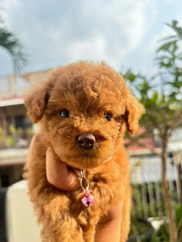 ANAK ANJING POODLE BETINA JANTAN