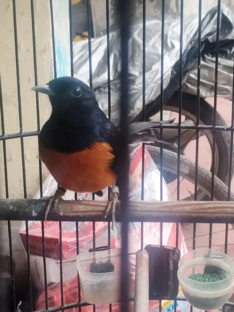 Murai gacor ekor 28/30cm