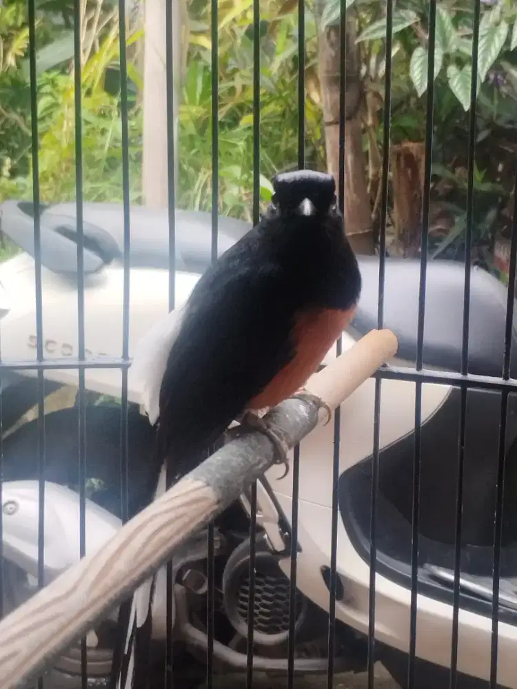 Murai gacor prestasi ekor 28/30cm