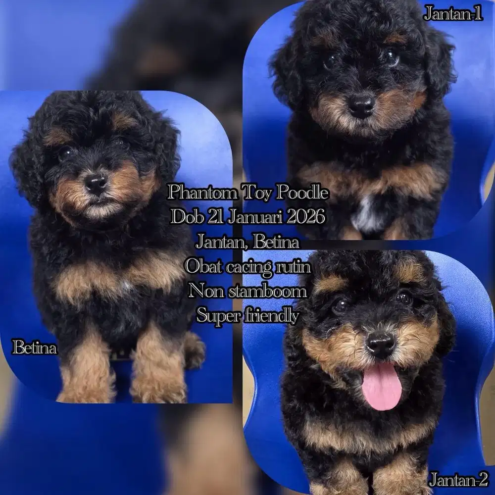 Phantom Poodle Murah, Jantan-Betina Super Friendly