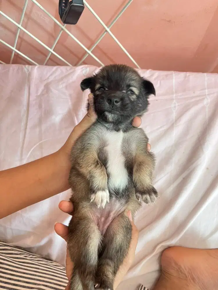 Jual anak Anjing Mix Ras Mini Pom