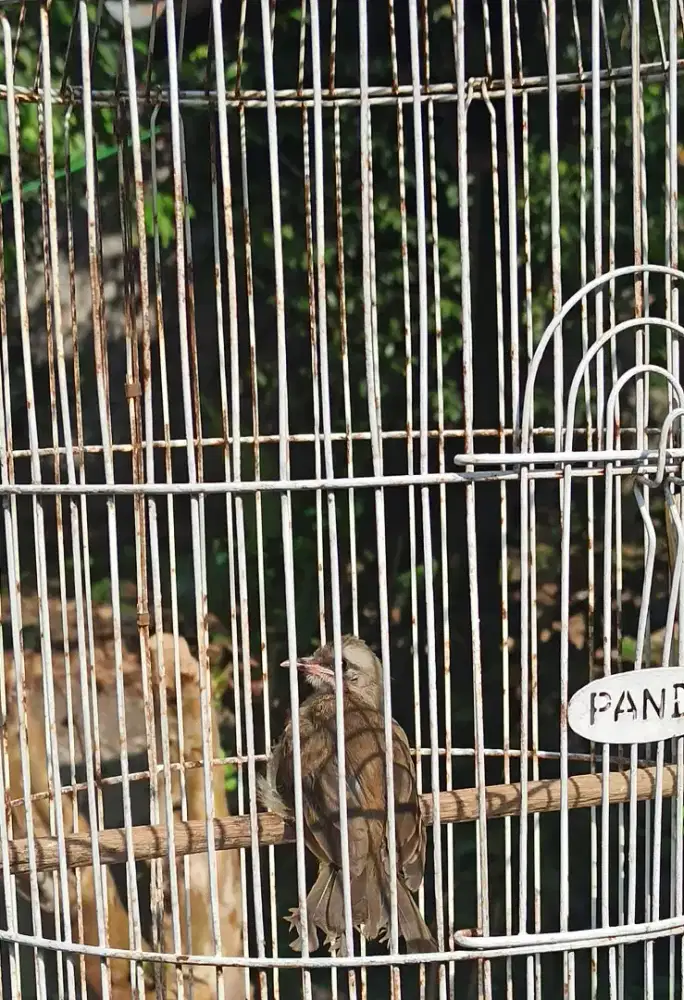 Trucukan jantan mandiri