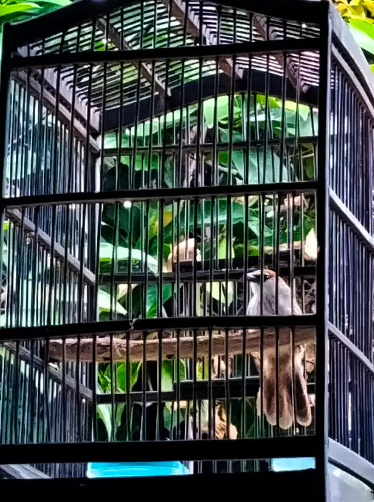 Burung Kaso-Kaso jantan