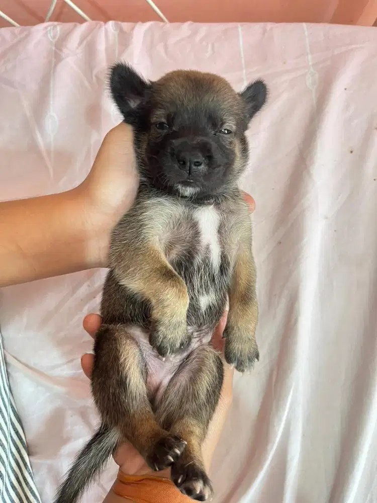 Jual Anak Anjing Mix Mini Pom