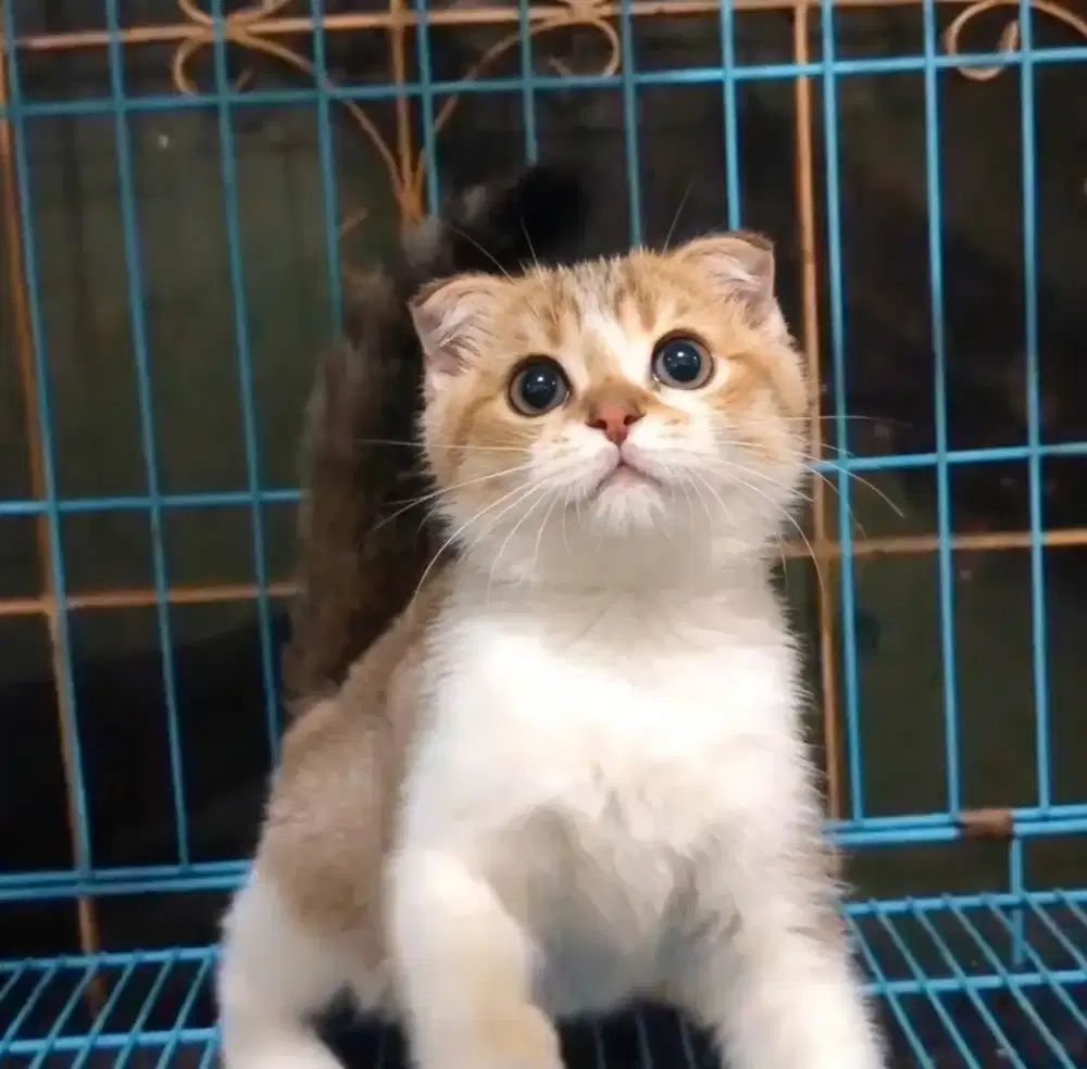 KUCING KITTEN BSH GOLDEN BICOLOR X SCOTTISH FOLD